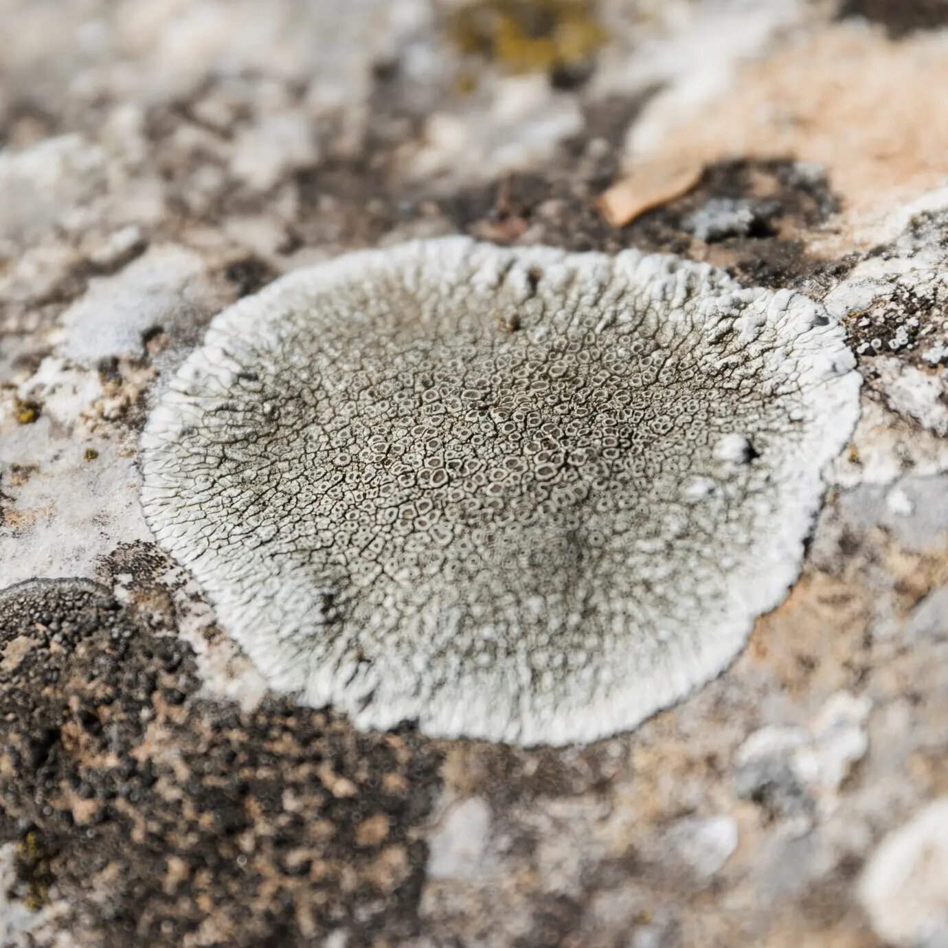 White lichens on the bark of the tree